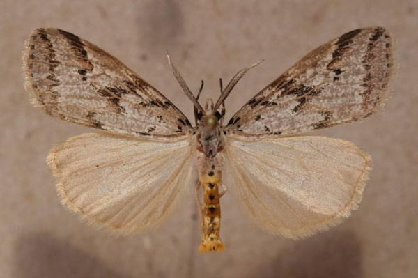 /filer/webapps/moths/media/images/R/rostrata_Diota_A_Butler.jpg