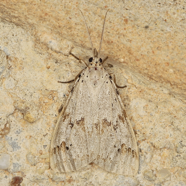 /filer/webapps/moths/media/images/R/rostrata_Diota_A_Heyns_01.JPG