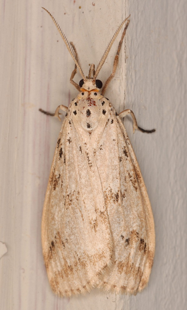 /filer/webapps/moths/media/images/R/rostrata_Diota_A_Heyns_03.jpg