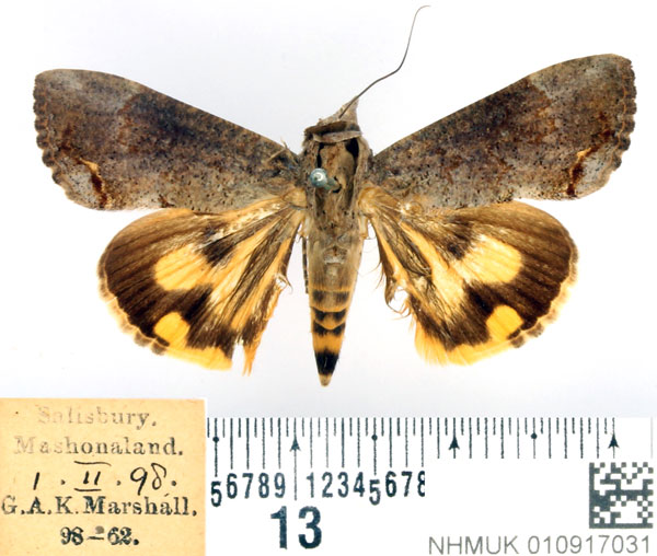 /filer/webapps/moths/media/images/R/rostrata_Hypocala_AF_BMNH_01.jpg