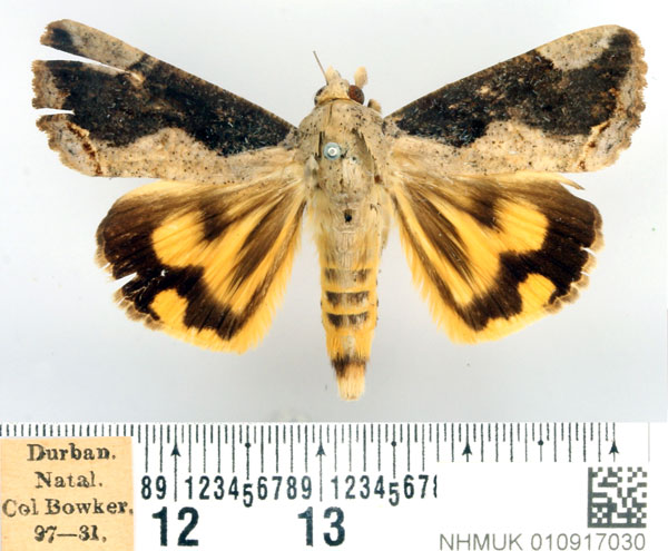 /filer/webapps/moths/media/images/R/rostrata_Hypocala_AF_BMNH_02.jpg