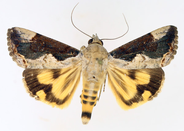 /filer/webapps/moths/media/images/R/rostrata_Hypocala_AF_TMSA_01.jpg