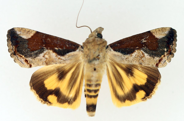 /filer/webapps/moths/media/images/R/rostrata_Hypocala_AF_TMSA_02.jpg