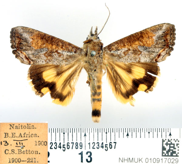 /filer/webapps/moths/media/images/R/rostrata_Hypocala_AM_BMNH.jpg