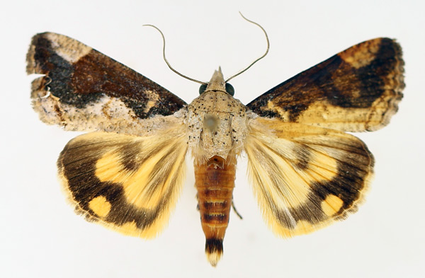 /filer/webapps/moths/media/images/R/rostrata_Hypocala_AM_TMSA_01.jpg