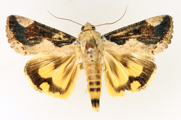 /filer/webapps/moths/media/images/R/rostrata_Hypocala_AM_TMSA_02.jpg