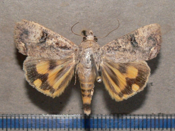 /filer/webapps/moths/media/images/R/rostrata_Hypocala_A_Goffa_01.JPG