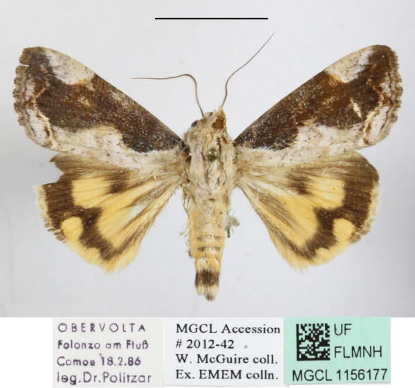 /filer/webapps/moths/media/images/R/rostrata_Hypocala_A_MGCLa_01.JPG