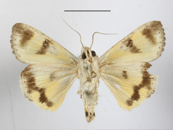 /filer/webapps/moths/media/images/R/rostrata_Hypocala_A_MGCLb_01.JPG