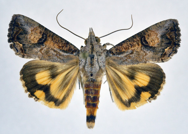 /filer/webapps/moths/media/images/R/rostrata_Hypocala_A_NHMO.jpg