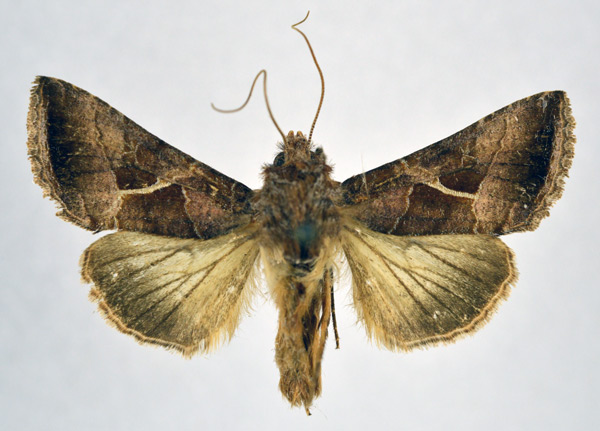 /filer/webapps/moths/media/images/R/rostrata_Thysanoplusia_AM_NHMO.jpg