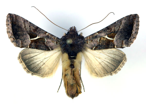 /filer/webapps/moths/media/images/R/rostrata_Thysanoplusia_AM_RMCA.jpg