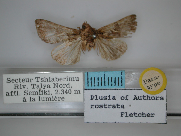 /filer/webapps/moths/media/images/R/rostrata_Thysanoplusia_PT_RMCA_01.jpg