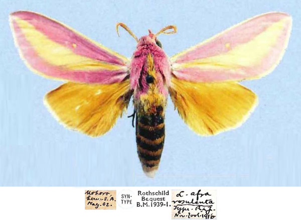 /filer/webapps/moths/media/images/R/rosulenta_Leucophlebia_STM_NHMUK.jpg