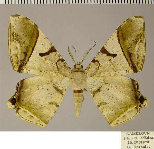 /filer/webapps/moths/media/images/R/rothi_Chorodnodes_AM_ZSM.jpg