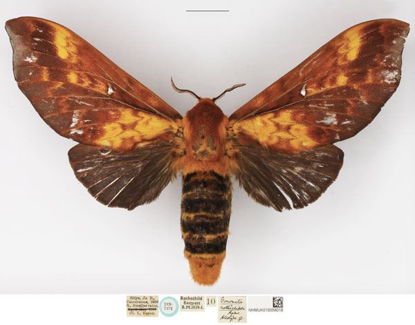 /filer/webapps/moths/media/images/R/rothschildi_Gonopacha_STF_NHMUK.jpg