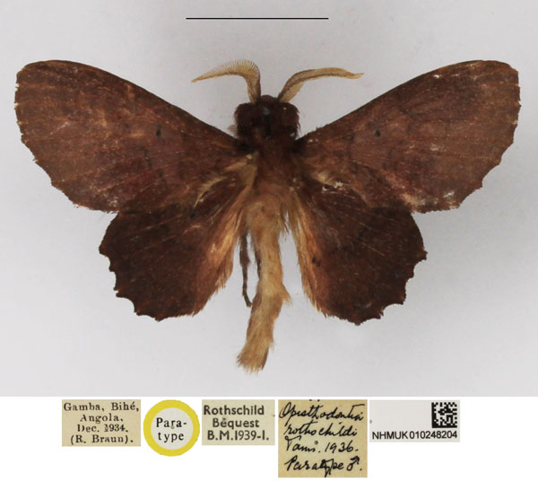 /filer/webapps/moths/media/images/R/rothschildi_Opisthodontia_PTM_NHMUK.jpg