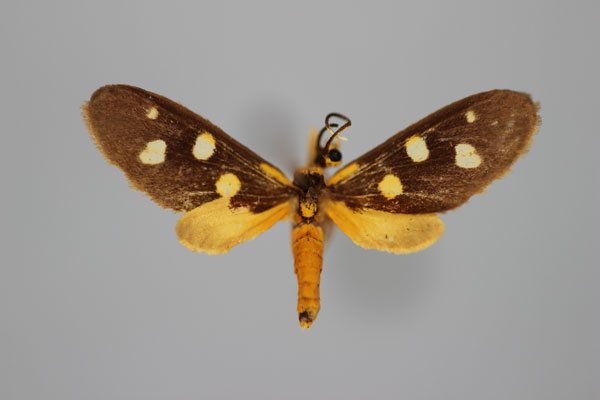 /filer/webapps/moths/media/images/R/rothschildi_Thyrosticta_A_BMNH.jpg