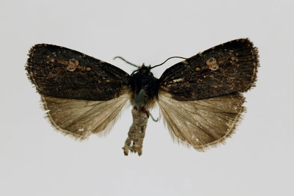 /filer/webapps/moths/media/images/R/rotunda_Brachytegma_HT_RMCA_02.jpg