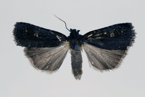 /filer/webapps/moths/media/images/R/rotunda_Brachytegma_PT_RMCA.jpg
