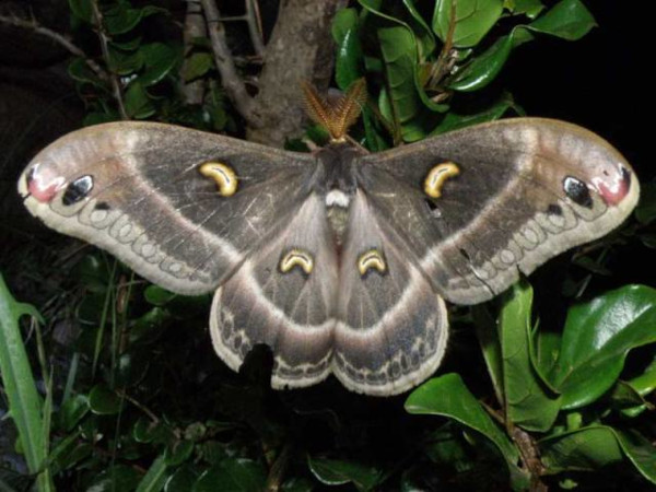 /filer/webapps/moths/media/images/R/rotunda_Epiphora_A_Bygott_01.jpg