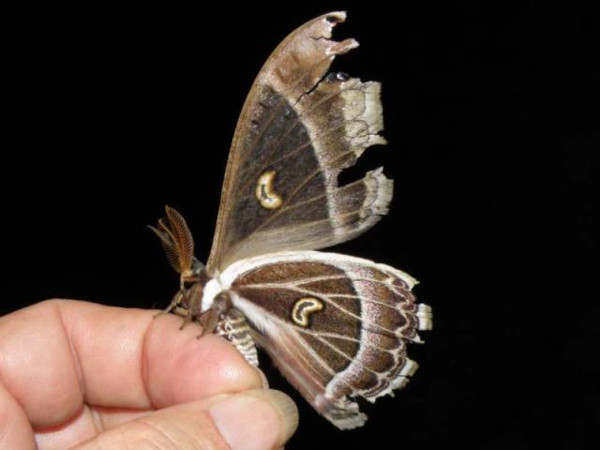 /filer/webapps/moths/media/images/R/rotunda_Epiphora_A_Bygottb_02.jpg