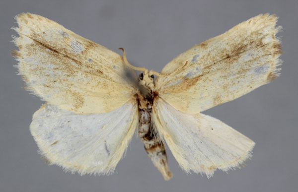 /filer/webapps/moths/media/images/R/rotunda_Mimulosia_A_BMNH.jpg
