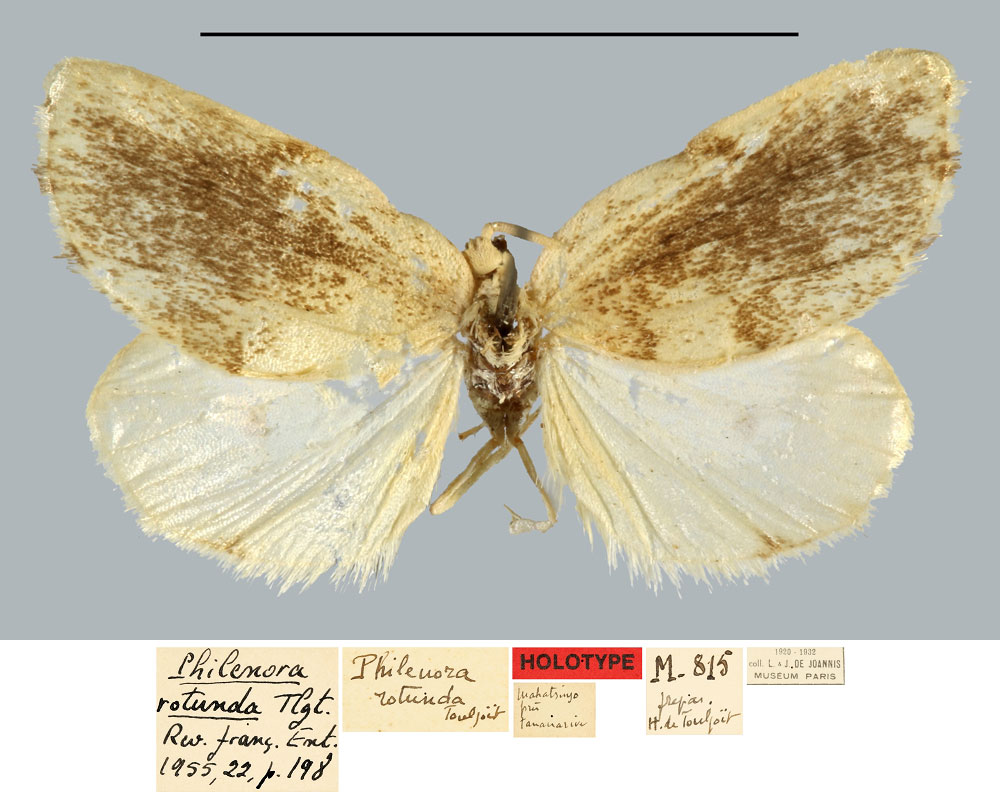 /filer/webapps/moths/media/images/R/rotunda_Philenora_HT_MNHN.jpg