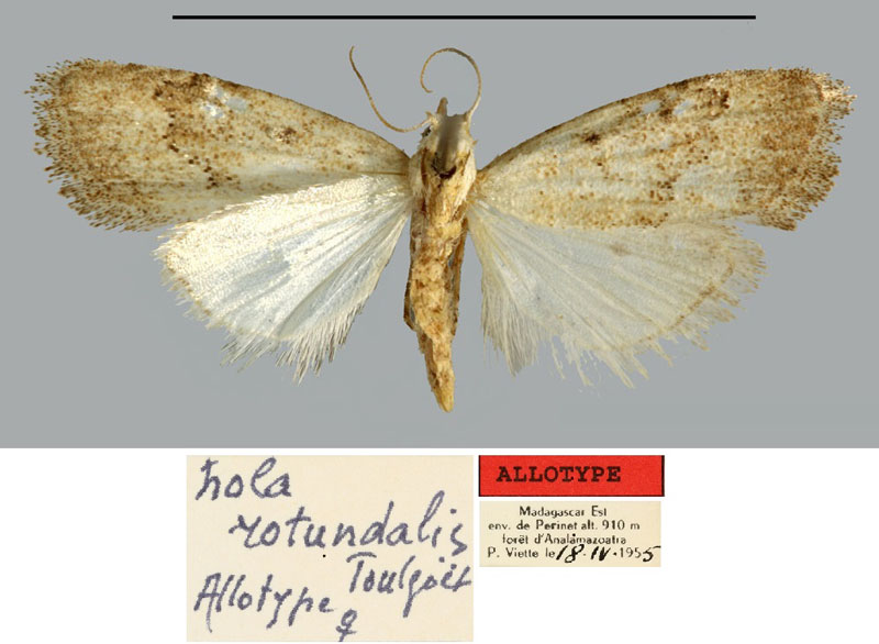 /filer/webapps/moths/media/images/R/rotundalis_Nola_AT_MNHN.jpg