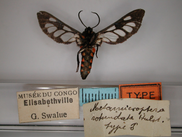 /filer/webapps/moths/media/images/R/rotundata_Metamicroptera_LT_RMCA_02.jpg