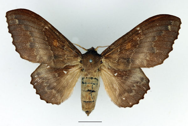 /filer/webapps/moths/media/images/R/rotundata_Mimopacha_AF_Basquin_01.jpg