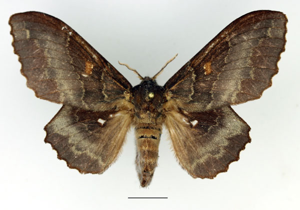 /filer/webapps/moths/media/images/R/rotundata_Mimopacha_AF_Basquin_02.jpg