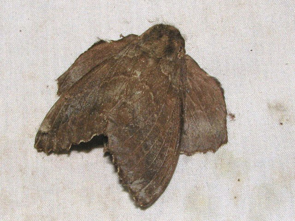 /filer/webapps/moths/media/images/R/rotundata_Mimopacha_AF_Goff_03.jpg