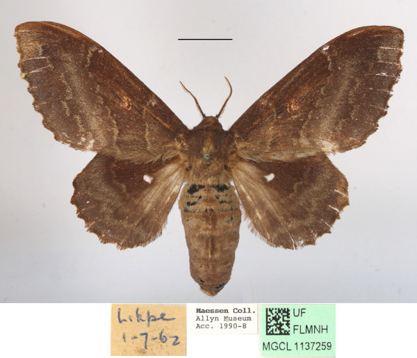 /filer/webapps/moths/media/images/R/rotundata_Mimopacha_AF_MGCLa.jpg