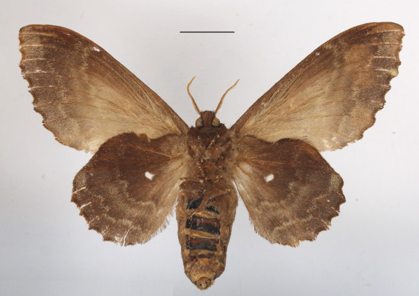 /filer/webapps/moths/media/images/R/rotundata_Mimopacha_AF_MGCLb.jpg