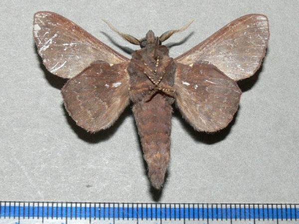 /filer/webapps/moths/media/images/R/rotundata_Mimopacha_AM_Goffb_01.jpg