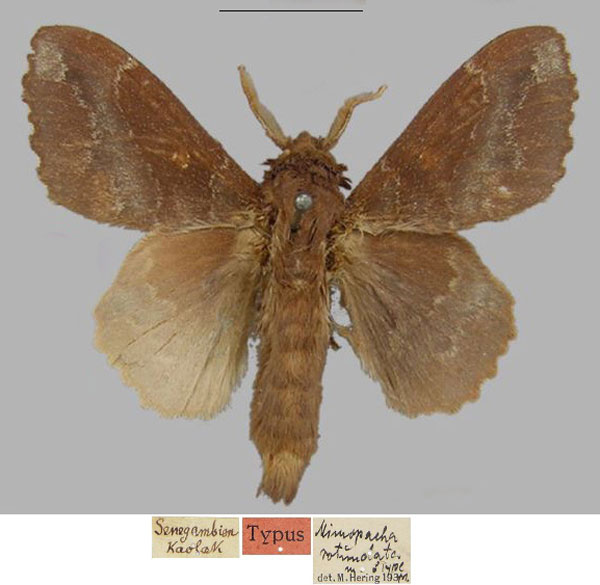 /filer/webapps/moths/media/images/R/rotundata_Mimopacha_HT_MfN.jpg