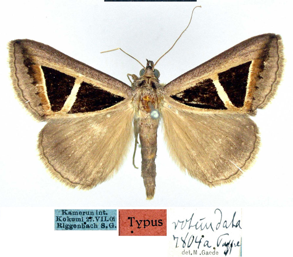 /filer/webapps/moths/media/images/R/rotundata_Parachalciope_HT_ZMHB.jpg