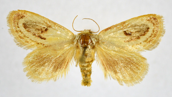 /filer/webapps/moths/media/images/R/rotundata_Semibirthama_AF_NHMO.jpg