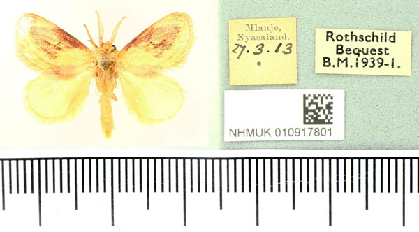 /filer/webapps/moths/media/images/R/rotundata_Semibirthama_AM_BMNH.jpg