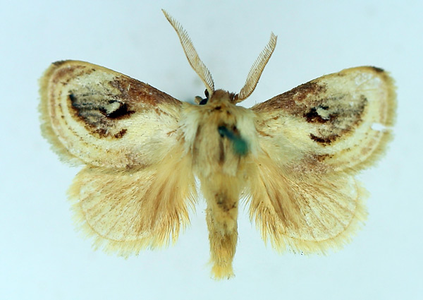 /filer/webapps/moths/media/images/R/rotundata_Semibirthama_AM_TMSA_01.jpg