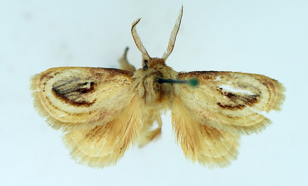 /filer/webapps/moths/media/images/R/rotundata_Semibirthama_AM_TMSA_02.jpg