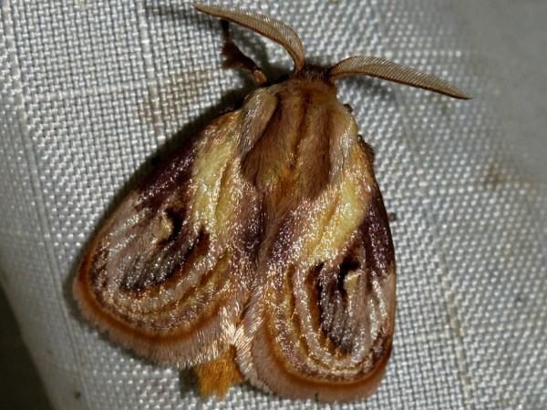 /filer/webapps/moths/media/images/R/rotundata_Semibirthama_A_Wursten.jpg