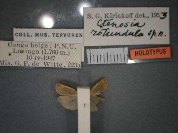 /filer/webapps/moths/media/images/R/rotundula_Pusiola_HT_RMCA_02.jpg