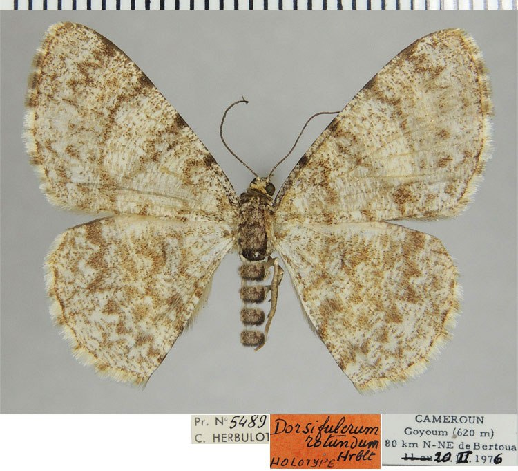 /filer/webapps/moths/media/images/R/rotundum_Dorsifulcrum_HT_ZSMa.jpg