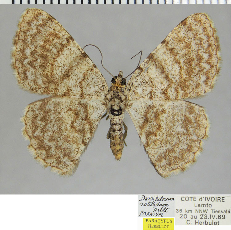 /filer/webapps/moths/media/images/R/rotundum_Dorsifulcrum_PTF_ZSM.jpg