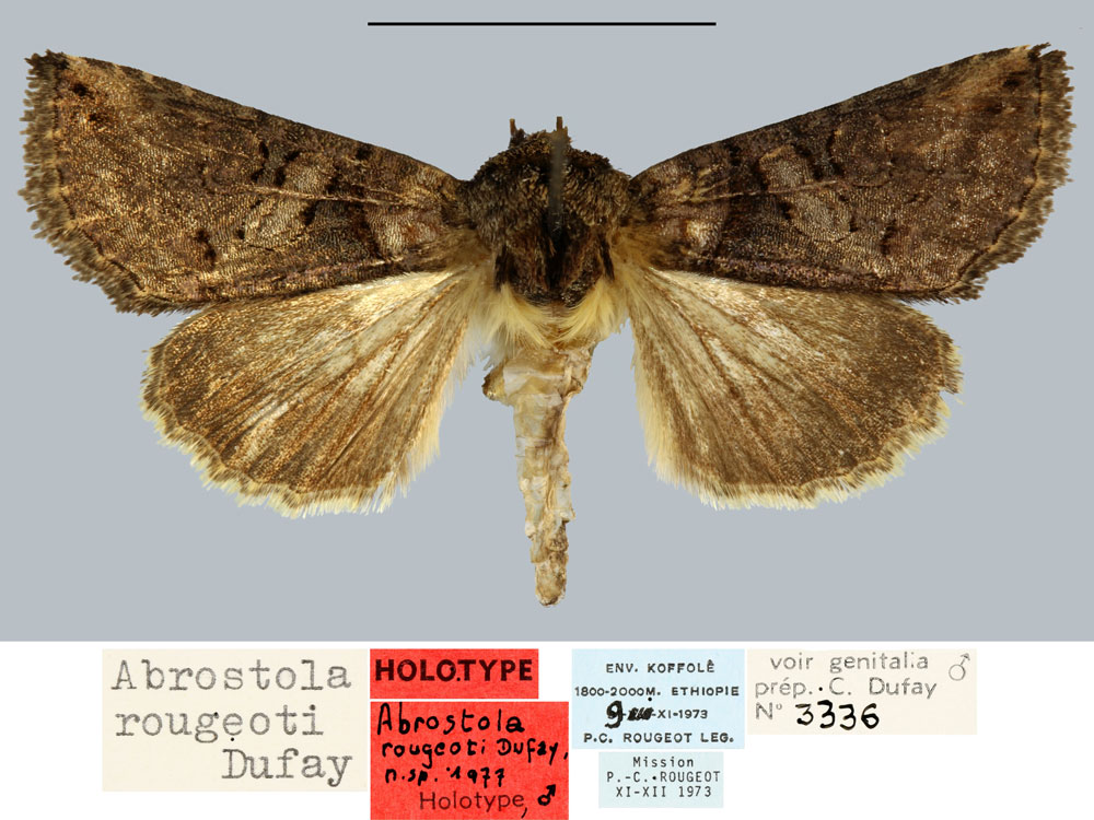 /filer/webapps/moths/media/images/R/rougeoti_Abrostola_HT_MNHN.jpg