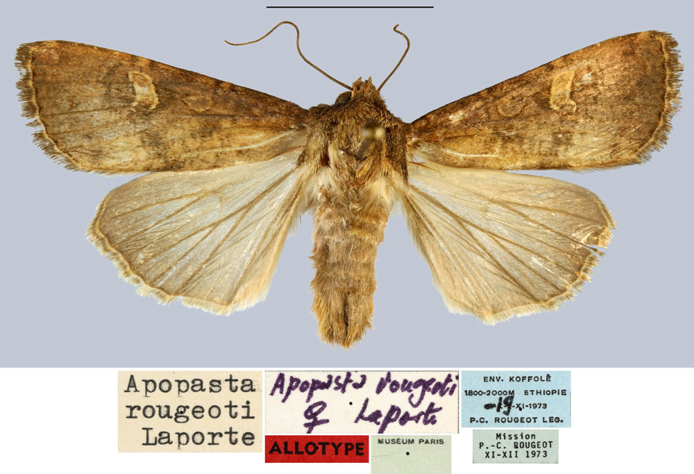 /filer/webapps/moths/media/images/R/rougeoti_Apospasta_AT_MNHN.jpg