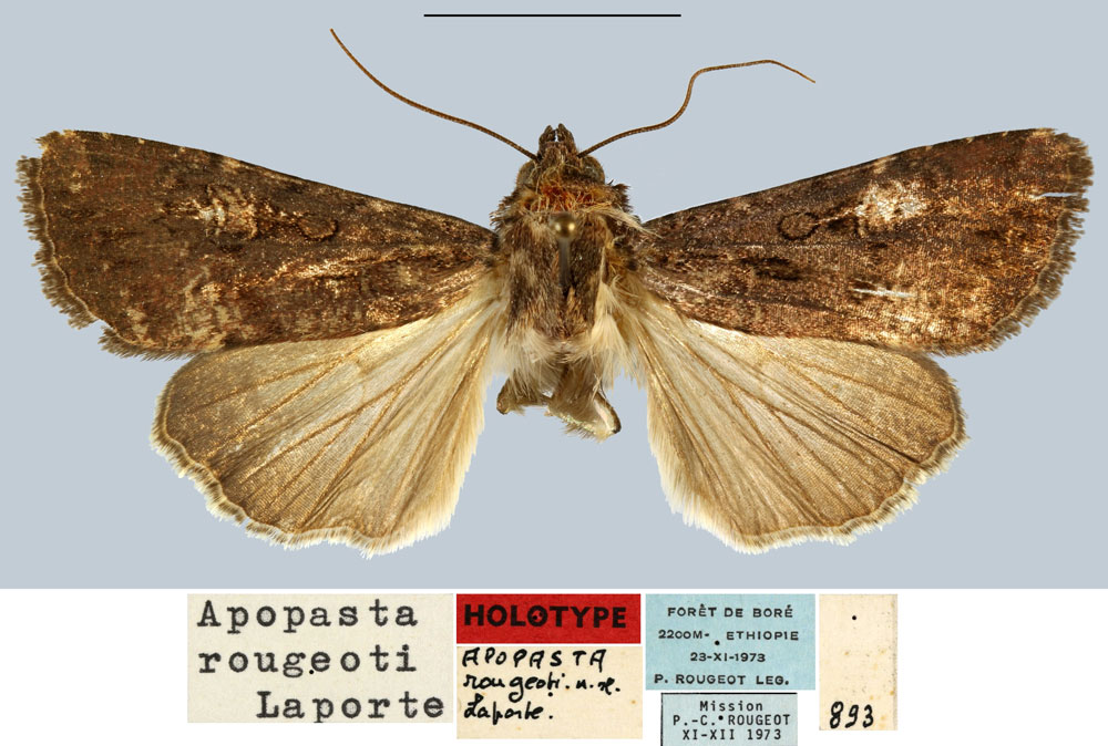 /filer/webapps/moths/media/images/R/rougeoti_Apospasta_HT_MNHN.jpg