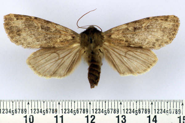 /filer/webapps/moths/media/images/R/rougeoti_Batuana_AF_BMNH.jpg